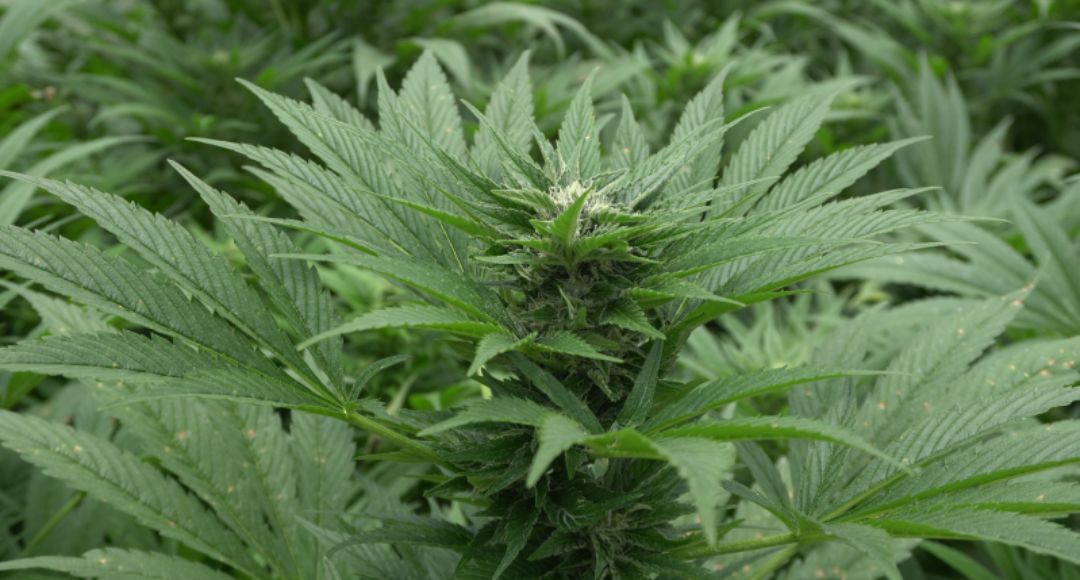 CENSA sigue revolucionando el mundo de la educación con formación en Cannabis Medicinal e Industrial